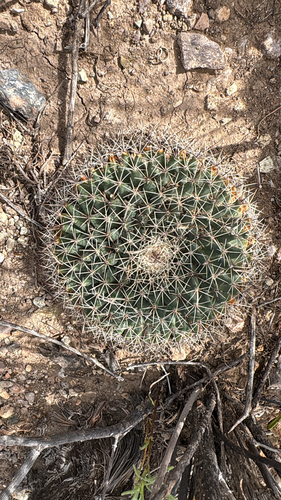 little nipple cactus