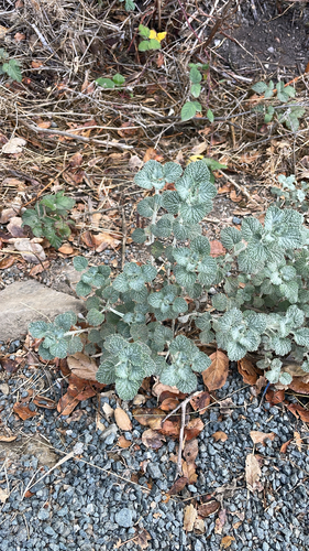 White Horehound
