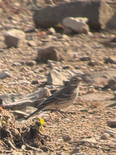 American Pipit