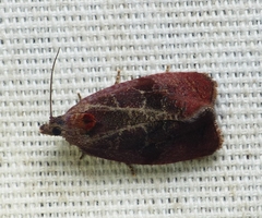 Evora hemidesma