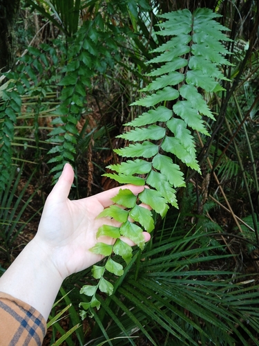Asplenium polyodon observed 2026-10-26