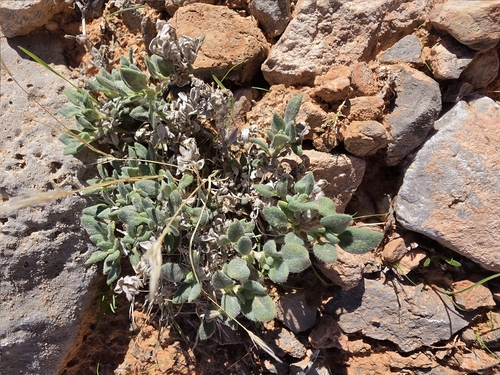 Shrubby Tiquilia