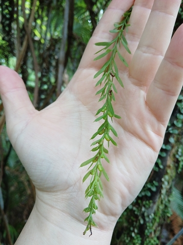 Tmesipteris observed 2026-10-26