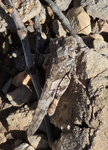 Pallid-winged Grasshopper