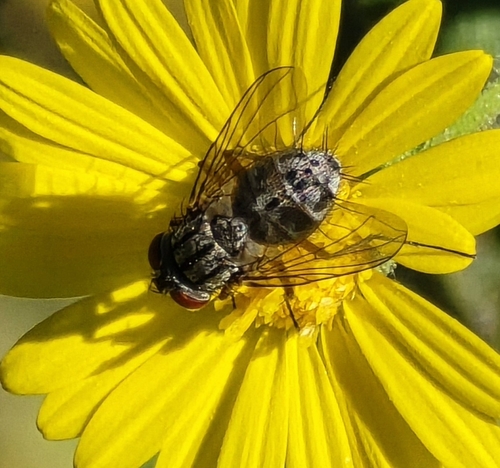 Stable Fly