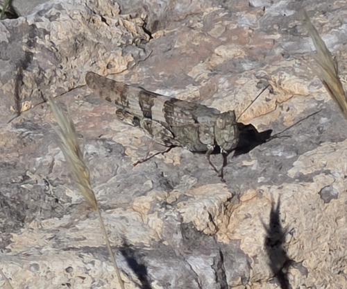Pallid-winged Grasshopper