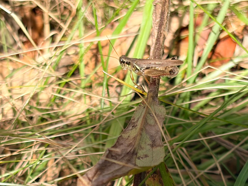 Red-legged Grasshopper