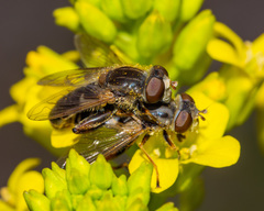 Anasimyia bilinearis