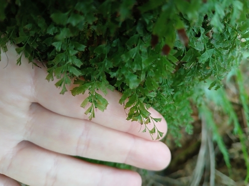 Polyphlebium venosum observed 2026-10-26