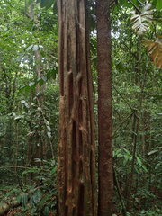 Chimarrhis turbinata