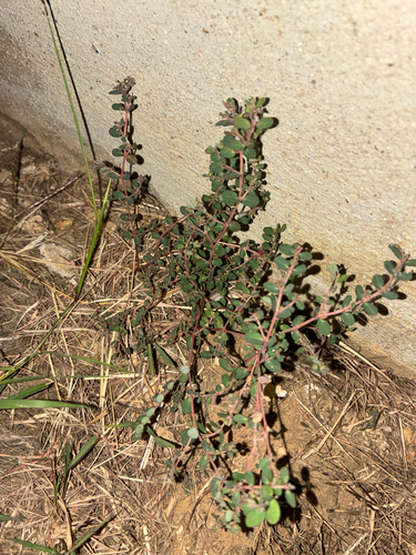 Euphorbia prostrata observed 2026-10-25
