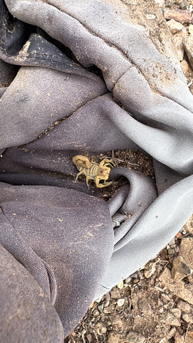 Striped Bark Scorpion