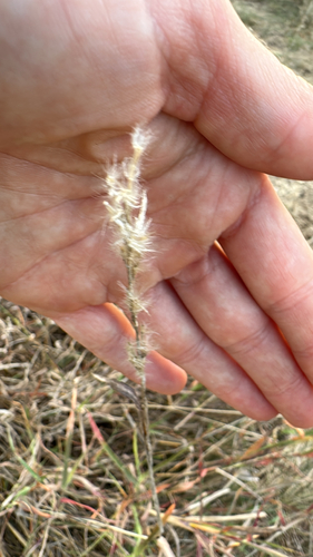silver bluestem