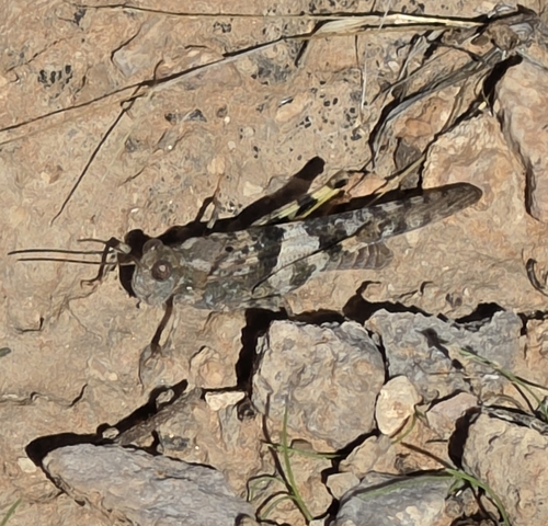 Pallid-winged Grasshopper