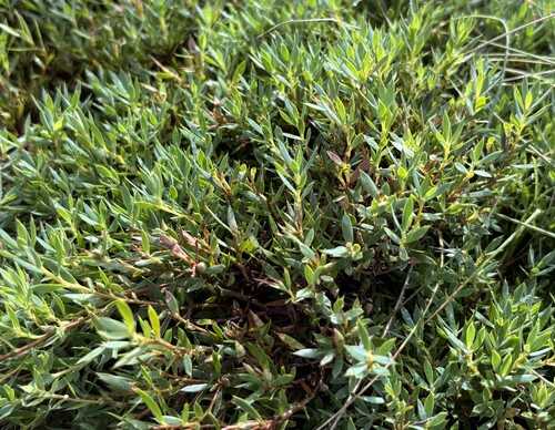 Styphelia humifusa observed 2026-10-26