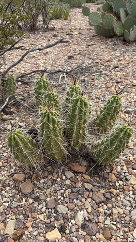 Strawberry Cactus