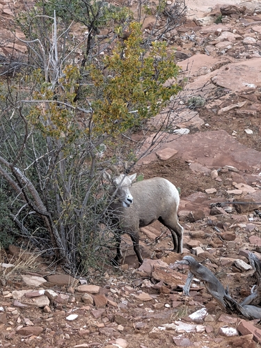 Bighorn Sheep