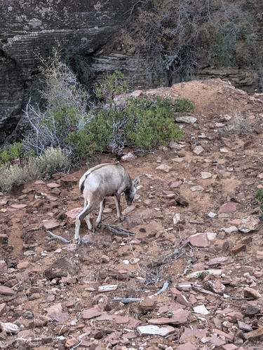 Bighorn Sheep