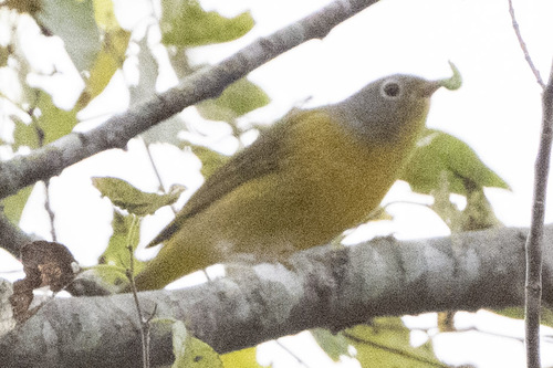 Nashville Warbler