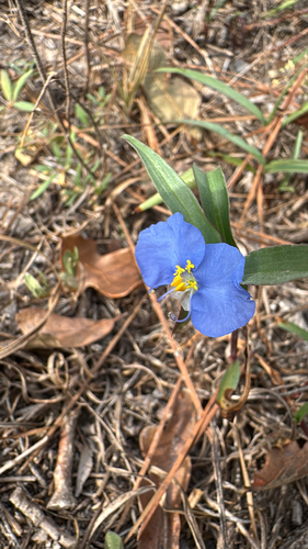 whitemouth dayflower
