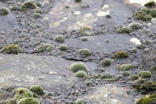 Grimmia pulvinata