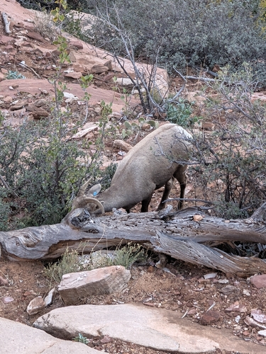 Bighorn Sheep