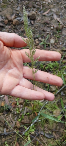Agrostis stolonifera observed 2026-10-26