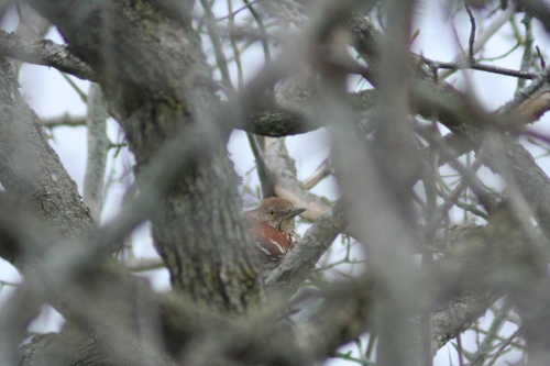 Brown Thrasher