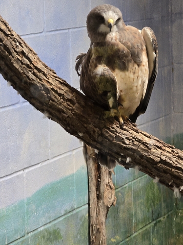 Swainson's Hawk