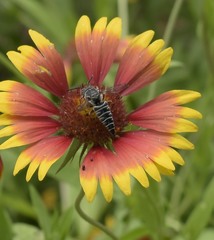 Synocoelioxys