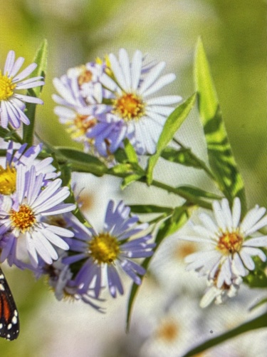 Symphyotrichum chilense observed 2026-10-25