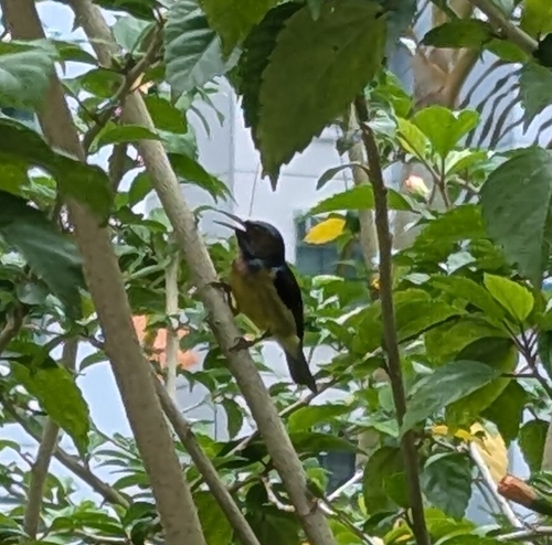 Anthreptes malacensis observed 2026-10-26