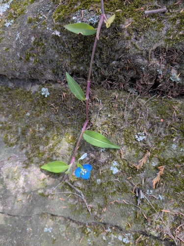 Commelina cyanea observed 2026-10-26