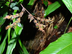 Sipanea wilson-brownei