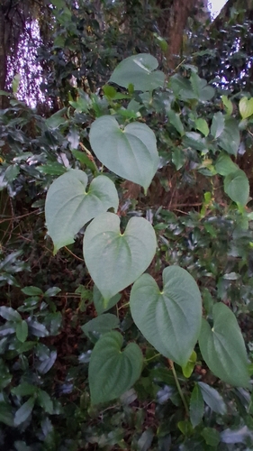 Dioscorea bulbifera observed 2026-10-24