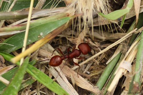 Pogonomyrmex barbatus