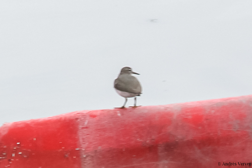 Actitis macularius