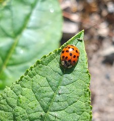 Harmonia axyridis