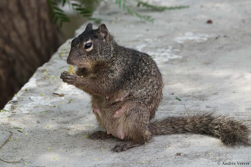 Otospermophilus variegatus