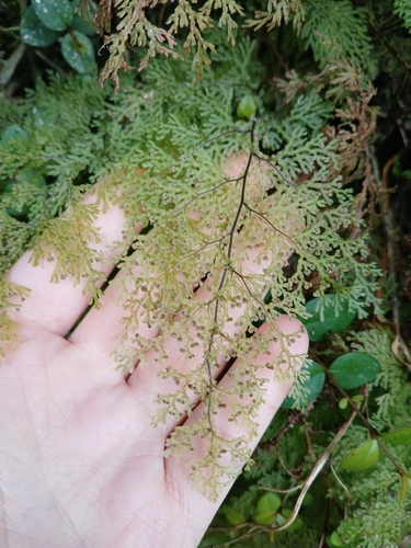 Hymenophyllum australe observed 2026-10-26