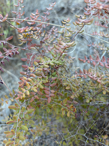 Pellaea andromedifolia, 2026-10-25