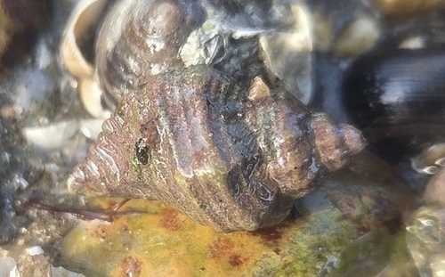 Ocenebra erinacea, 2026-10-25