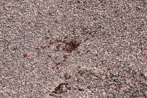 Pogonomyrmex barbatus