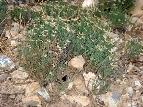 Chaetopappa ericoides