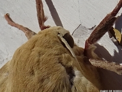 Marumba quercus
