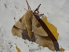 Marumba quercus