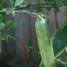 Finger Lime - Photo (c) Tony Rodd, some rights reserved (CC BY-NC-SA)