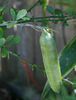Finger Lime - Photo (c) Tony Rodd, some rights reserved (CC BY-NC-SA)