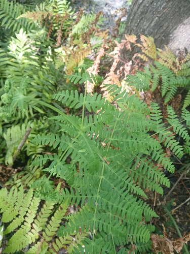 Histiopteris incisa observed 2026-10-26
