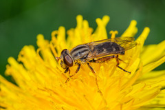 Anasimyia
